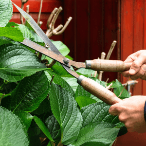 A homeowner uses large clippers to prune a hydrangea and prepare yard for exterior painting.